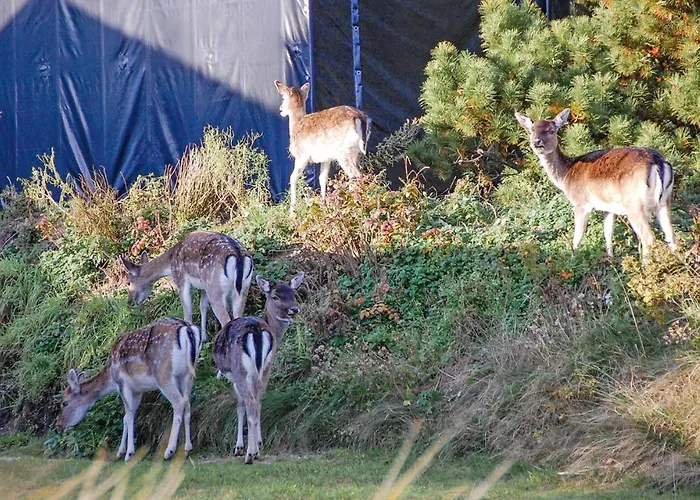 بيت للعطل Fyrrevaenget X